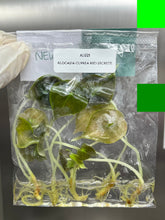 Alocasia cuprea red secret (5 plantlets/bag) Tissue culture