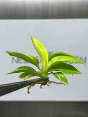 Philodendron moonlight variegated (1 plantlet/bag) Tissue culture