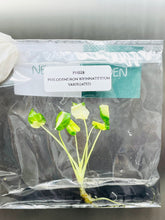 Philodendron bipinnatifidum Variegated (1 plantlet/bag) Tissue culture