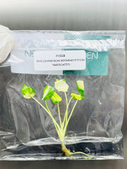 Philodendron bipinnatifidum Variegated (1 plantlet/bag) Tissue culture