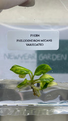 Philodendron micans Variegated (1 plantlet/bag) Tissue culture