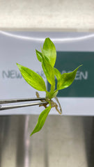 Philodendron Calkins Gold (5 plantlets/bag) Tissue culture