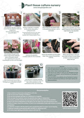 Monstera white monster (1 plant/bag) Tissue Culture