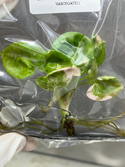 Syngonium Strawberry Ice Variegated (1 plantlet/bag) Tissue culture