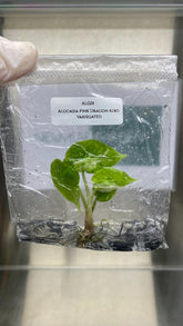 Alocasia Pink Dragon Albo Variegated (1 plantlet/bag) Tissue culture