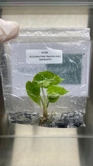 Alocasia Pink Dragon Albo Variegated (1 plantlet/bag) Tissue culture