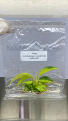 Philodendron jungle fever variegated (1 plantlet/bag) Tissue culture