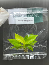Philodendron moonlight variegated (1 plantlet/bag) Tissue culture