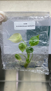Alocasia sinuata Variegated (1 plantlet/bag) Tissue culture