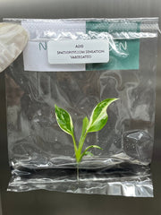 Spathiphyllum Sensation Variegated (1 plantlet/bag) Tissue culture