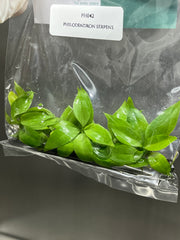 Philodendron serpens (5 plantlets/bag) Tissue culture