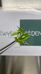 Philodendron Ring of fire variegated (5 plantlets/bag) Tissue culture