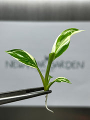 Spathiphyllum Sensation Variegated (1 plantlet/bag) Tissue culture