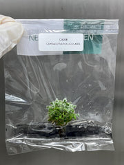 Cephalotus follicularis (1 plant/bag) Tissue Culture