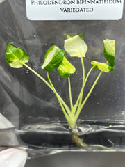 Philodendron bipinnatifidum Variegated (1 plantlet/bag) Tissue culture
