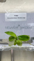 Philodendron Whipple way (1 plantlet/bag) Tissue culture