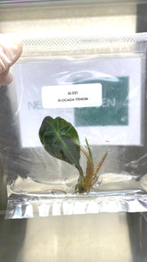 Alocasia Venom (1 plantlet/bag) Tissue culture