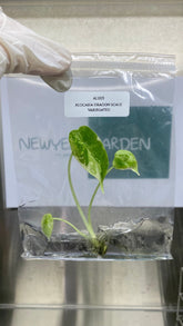 Alocasia dragon scale Variegated (1 plantlet/bag) Tissue culture