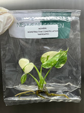 Monstera Thai Constellation Variegated (1 plantlet/bag) Tissue culture