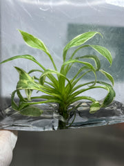 Homalomena Rubescens "Star" Var. (Mutation) (1 plant/bag) Tissue culture