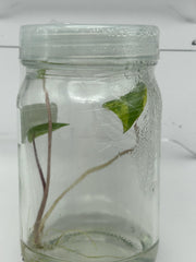 Alocasia Black Stem Aurea Variegated (1 plant/bag) Tissue culture