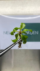 Philodendron red heart (5 plantlets/bag) Tissue culture