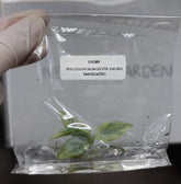 Philodendron silver sword Variegated (1 plantlet/bag) Tissue culture