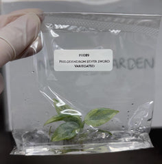 Philodendron silver sword Variegated (1 plantlet/bag) Tissue culture