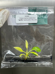 Homalomena rubescens Var. (Yellow) (1 plantlet/bag) Tissue Culture