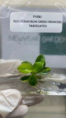 Philodendron Green Princess Variegated (1 plantlet/bag) Tissue culture