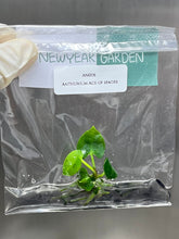 Anthurium Ace of spades (1 plantlet/bag) Tissue culture