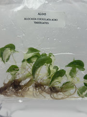 Alocasia cucullata albo Variegated (5 plantlets/bag) Tissue culture