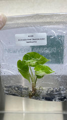 Alocasia Pink Dragon Albo Variegated (1 plantlet/bag) Tissue culture
