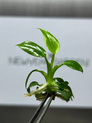 Philodendron mamei (5 plantlets/bag) Tissue culture