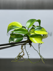 Philodendron violine Variegated (1 plantlet/bag) Tissue culture