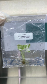 Alocasia Black Velvet Variegated (Ninja) (1 plantlet/bag) Tissue culture