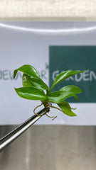 Philodendron Jungle fever (5 plantlets/bag) Tissue culture