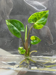 Syngonium podophyllum Aurea Variegated (1 plantlet/bag) Tissue culture