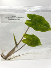 Alocasia Pseudo Sanderiana Aurea Variegated (1 plantlet/bag) Tissue culture