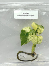 Monstera white monster (1 plant/bag) Tissue Culture