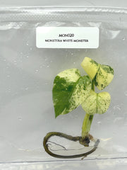 Monstera white monster (1 plant/bag) Tissue Culture