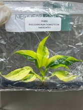 Philodendron domesticum variegated (1 plantlet/bag) Tissue culture