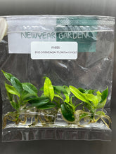 Philodendron Florida Ghost (5 plantlets/bag) Tissue culture