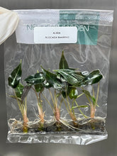 Alocasia Bambino (5 plantlets/bag) Tissue culture