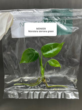 Monstera Sierrana Green (1 plantlet/bag) Tissue culture