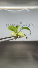 Philodendron Longilobatum Variegated (1 plantlet/bag) Tissue culture