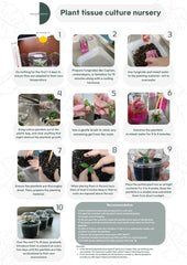 Monstera Yellow Marilyn Variegated (1 plantlet/bag) Tissue culture