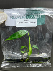 Monstera Burle Marx Frame (1 plantlet/bag) Tissue culture