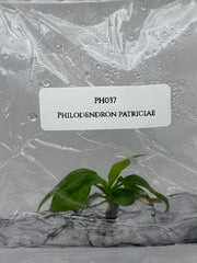 Philodendron patriciae (1 plantlet/bag) Tissue culture