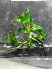 Philodendron longilobatum lelano miyano (1 plantlet/bag) Tissue culture